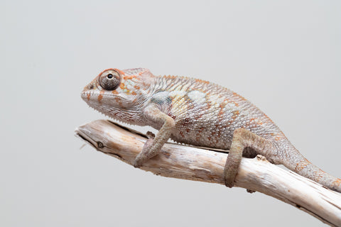Holdbacks/Individuals: Ambilobe offspring from "Fandra Manody-volana" (AKA Pineapple Express) x "Tolatra" (AKA Gift) - Hatched April - May 2025 - Male #2