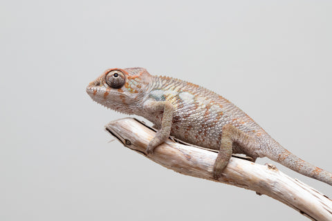 Holdbacks/Individuals: Ambilobe offspring from "Fandra Manody-volana" (AKA Pineapple Express) x "Tolatra" (AKA Gift) - Hatched April - May 2025 - Male #2
