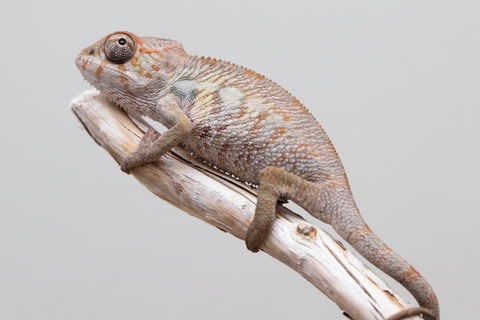 Holdbacks/Individuals: Ambilobe offspring from "Fandra Manody-volana" (AKA Pineapple Express) x "Tolatra" (AKA Gift) - Hatched April - May 2025 - Male #2