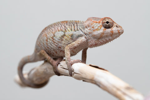 Holdbacks/Individuals: Ambilobe offspring from "Fandra Manody-volana" (AKA Pineapple Express) x "Tolatra" (AKA Gift) - Hatched April - May 2025 - Male #2