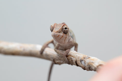 Holdbacks/Individuals: Ambilobe offspring from "Fandra Manody-volana" (AKA Pineapple Express) x "Tolatra" (AKA Gift) - Hatched April - May 2025 - Male #2