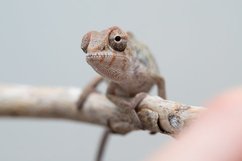 Holdbacks/Individuals: Ambilobe offspring from "Fandra Manody-volana" (AKA Pineapple Express) x "Tolatra" (AKA Gift) - Hatched April - May 2025 - Male #2