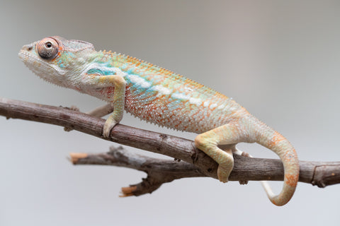 Holdbacks/Individuals: Ambilobe offspring from "Fandra Manody-volana" (AKA Pineapple Express) x "Tolatra" (AKA Gift) - Hatched June 2025 - Male #1