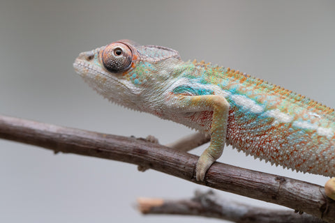 Holdbacks/Individuals: Ambilobe offspring from "Fandra Manody-volana" (AKA Pineapple Express) x "Tolatra" (AKA Gift) - Hatched June 2025 - Male #1
