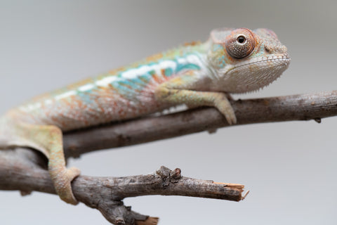 Holdbacks/Individuals: Ambilobe offspring from "Fandra Manody-volana" (AKA Pineapple Express) x "Tolatra" (AKA Gift) - Hatched June 2025 - Male #1