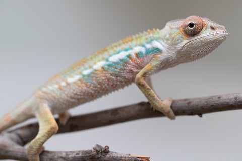 Holdbacks/Individuals: Ambilobe offspring from "Fandra Manody-volana" (AKA Pineapple Express) x "Tolatra" (AKA Gift) - Hatched June 2025 - Male #1