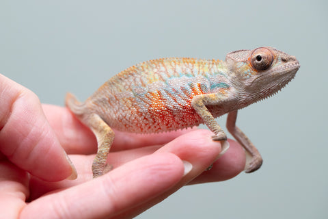 Holdbacks/Individuals: Ambilobe offspring from "Fandra Manody-volana" (AKA Pineapple Express) x "Tolatra" (AKA Gift) - Hatched June 2025 - Male #1