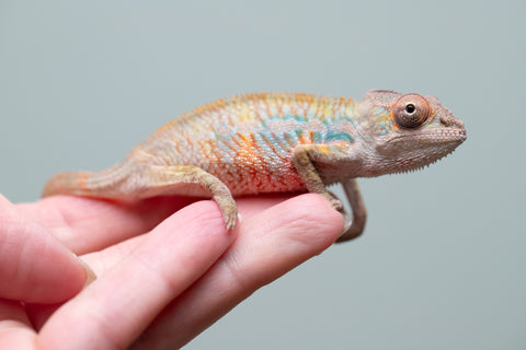 Holdbacks/Individuals: Ambilobe offspring from "Fandra Manody-volana" (AKA Pineapple Express) x "Tolatra" (AKA Gift) - Hatched June 2025 - Male #1