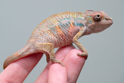 Holdbacks/Individuals: Ambilobe offspring from "Fandra Manody-volana" (AKA Pineapple Express) x "Tolatra" (AKA Gift) - Hatched June 2025 - Male #1