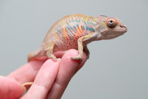 Holdbacks/Individuals: Ambilobe offspring from "Fandra Manody-volana" (AKA Pineapple Express) x "Tolatra" (AKA Gift) - Hatched June 2025 - Male #1