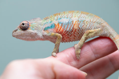 Holdbacks/Individuals: Ambilobe offspring from "Fandra Manody-volana" (AKA Pineapple Express) x "Tolatra" (AKA Gift) - Hatched June 2025 - Male #1