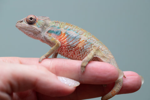Holdbacks/Individuals: Ambilobe offspring from "Fandra Manody-volana" (AKA Pineapple Express) x "Tolatra" (AKA Gift) - Hatched June 2025 - Male #1