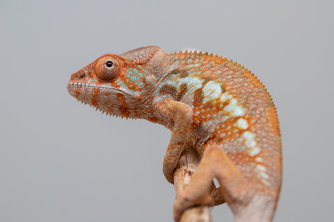 Holdbacks/Individuals: Ambilobe offspring from "Fandra Manody-volana" (AKA Pineapple Express) x "Tsy-haihainy" (AKA Unreal) - Hatched Dec 2024 - Female #1