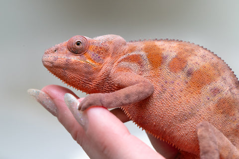Holdbacks/Individuals: Ambilobe offspring from "Fandra Manody-volana" (AKA Pineapple Express) x "Tsy-haihainy" (AKA Unreal) - Hatched Dec 2024 - Female #2