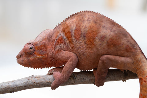 Holdbacks/Individuals: Ambilobe offspring from "Fandra Manody-volana" (AKA Pineapple Express) x "Tsy-haihainy" (AKA Unreal) - Hatched Dec 2024 - Female #2