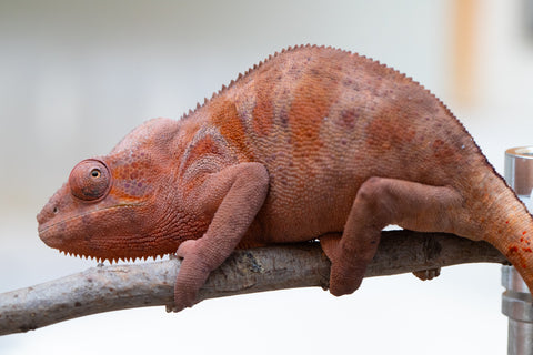 Holdbacks/Individuals: Ambilobe offspring from "Fandra Manody-volana" (AKA Pineapple Express) x "Tsy-haihainy" (AKA Unreal) - Hatched Dec 2024 - Female #2