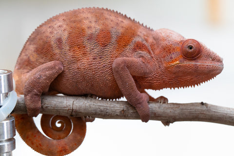 Holdbacks/Individuals: Ambilobe offspring from "Fandra Manody-volana" (AKA Pineapple Express) x "Tsy-haihainy" (AKA Unreal) - Hatched Dec 2024 - Female #2