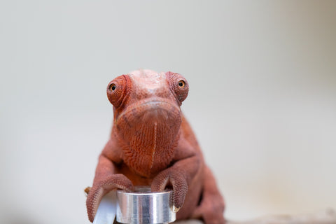 Holdbacks/Individuals: Ambilobe offspring from "Fandra Manody-volana" (AKA Pineapple Express) x "Tsy-haihainy" (AKA Unreal) - Hatched Dec 2024 - Female #2