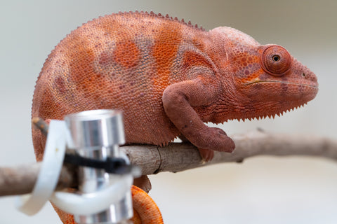 Holdbacks/Individuals: Ambilobe offspring from "Fandra Manody-volana" (AKA Pineapple Express) x "Tsy-haihainy" (AKA Unreal) - Hatched Dec 2024 - Female #2