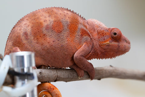 Holdbacks/Individuals: Ambilobe offspring from "Fandra Manody-volana" (AKA Pineapple Express) x "Tsy-haihainy" (AKA Unreal) - Hatched Dec 2024 - Female #2