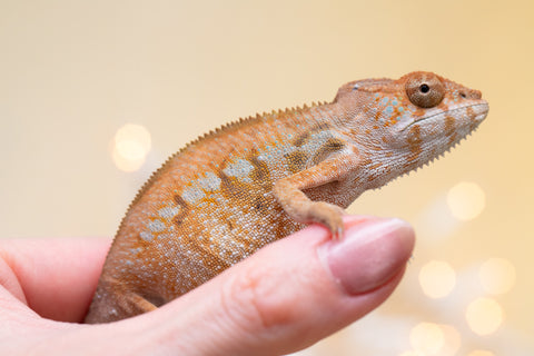 Holdbacks/Individuals: Ambilobe offspring from "Fandra Manody-volana" (AKA Pineapple Express) x "Voaotitra-nofy" (Inverted Dream) - Hatched: August 2025 - Female #2