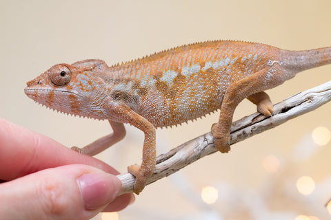Holdbacks/Individuals: Ambilobe offspring from "Fandra Manody-volana" (AKA Pineapple Express) x "Voaotitra-nofy" (Inverted Dream) - Hatched: August 2025 - Female #2