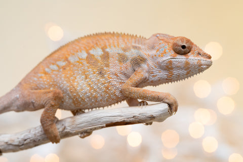 Holdbacks/Individuals: Ambilobe offspring from "Fandra Manody-volana" (AKA Pineapple Express) x "Voaotitra-nofy" (Inverted Dream) - Hatched: August 2025 - Female #2