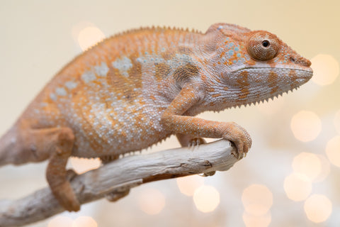 Holdbacks/Individuals: Ambilobe offspring from "Fandra Manody-volana" (AKA Pineapple Express) x "Voaotitra-nofy" (Inverted Dream) - Hatched: August 2025 - Female #2