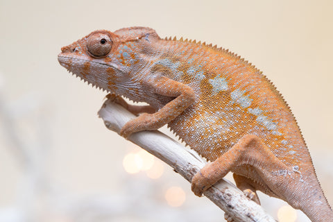 Holdbacks/Individuals: Ambilobe offspring from "Fandra Manody-volana" (AKA Pineapple Express) x "Voaotitra-nofy" (Inverted Dream) - Hatched: August 2025 - Female #2