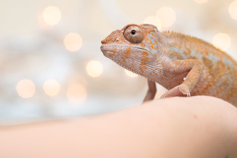 Holdbacks/Individuals: Ambilobe offspring from "Fandra Manody-volana" (AKA Pineapple Express) x "Voaotitra-nofy" (Inverted Dream) - Hatched: August 2025 - Female #2