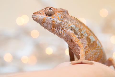 Holdbacks/Individuals: Ambilobe offspring from "Fandra Manody-volana" (AKA Pineapple Express) x "Voaotitra-nofy" (Inverted Dream) - Hatched: August 2025 - Female #2