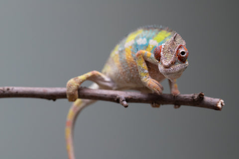 Holdbacks/Individuals: Ambilobe offspring from "Fandra Manody-volana" (AKA Pineapple Express) x "Voaotitra-nofy" (Inverted Dream) - Hatched: August 2025 - Male #1