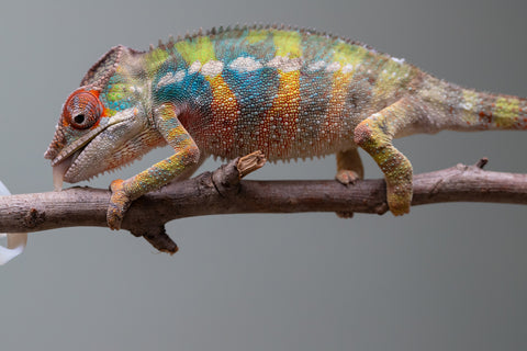 Holdbacks/Individuals: Ambilobe offspring from "Fandra Manody-volana" (AKA Pineapple Express) x "Voaotitra-nofy" (Inverted Dream) - Hatched: August 2025 - Male #1