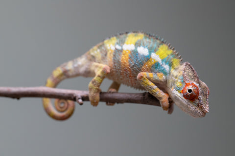 Holdbacks/Individuals: Ambilobe offspring from "Fandra Manody-volana" (AKA Pineapple Express) x "Voaotitra-nofy" (Inverted Dream) - Hatched: August 2025 - Male #1