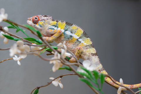 Holdbacks/Individuals: Ambilobe offspring from "Fandra Manody-volana" (AKA Pineapple Express) x "Voaotitra-nofy" (Inverted Dream) - Hatched: August 2025 - Male #1