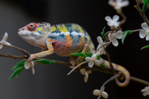 Holdbacks/Individuals: Ambilobe offspring from "Fandra Manody-volana" (AKA Pineapple Express) x "Voaotitra-nofy" (Inverted Dream) - Hatched: August 2025 - Male #1