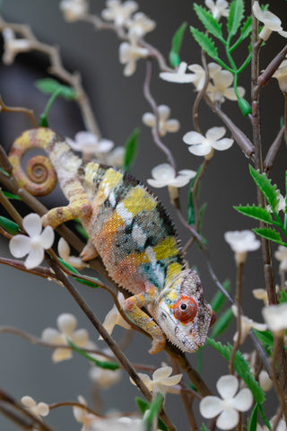 Holdbacks/Individuals: Ambilobe offspring from "Fandra Manody-volana" (AKA Pineapple Express) x "Voaotitra-nofy" (Inverted Dream) - Hatched: August 2025 - Male #1