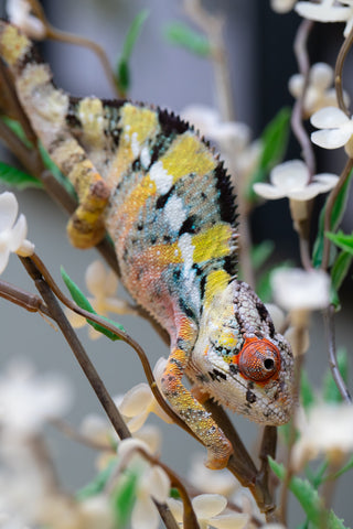 Holdbacks/Individuals: Ambilobe offspring from "Fandra Manody-volana" (AKA Pineapple Express) x "Voaotitra-nofy" (Inverted Dream) - Hatched: August 2025 - Male #1