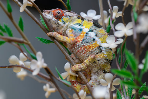 Holdbacks/Individuals: Ambilobe offspring from "Fandra Manody-volana" (AKA Pineapple Express) x "Voaotitra-nofy" (Inverted Dream) - Hatched: August 2025 - Male #1