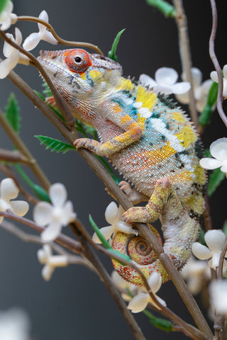 Holdbacks/Individuals: Ambilobe offspring from "Fandra Manody-volana" (AKA Pineapple Express) x "Voaotitra-nofy" (Inverted Dream) - Hatched: August 2025 - Male #1