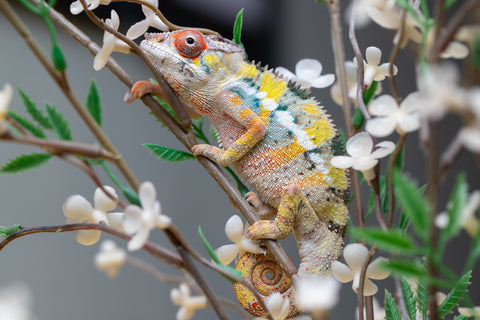 Holdbacks/Individuals: Ambilobe offspring from "Fandra Manody-volana" (AKA Pineapple Express) x "Voaotitra-nofy" (Inverted Dream) - Hatched: August 2025 - Male #1