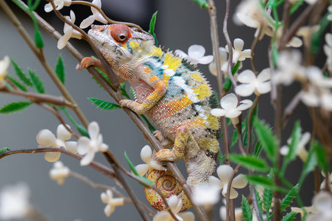 Holdbacks/Individuals: Ambilobe offspring from "Fandra Manody-volana" (AKA Pineapple Express) x "Voaotitra-nofy" (Inverted Dream) - Hatched: August 2025 - Male #1