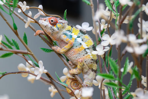 Holdbacks/Individuals: Ambilobe offspring from "Fandra Manody-volana" (AKA Pineapple Express) x "Voaotitra-nofy" (Inverted Dream) - Hatched: August 2025 - Male #1