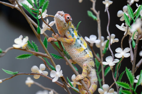 Holdbacks/Individuals: Ambilobe offspring from "Fandra Manody-volana" (AKA Pineapple Express) x "Voaotitra-nofy" (Inverted Dream) - Hatched: August 2025 - Male #1