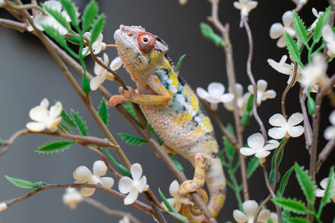 Holdbacks/Individuals: Ambilobe offspring from "Fandra Manody-volana" (AKA Pineapple Express) x "Voaotitra-nofy" (Inverted Dream) - Hatched: August 2025 - Male #1