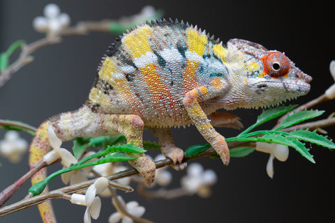 Holdbacks/Individuals: Ambilobe offspring from "Fandra Manody-volana" (AKA Pineapple Express) x "Voaotitra-nofy" (Inverted Dream) - Hatched: August 2025 - Male #1