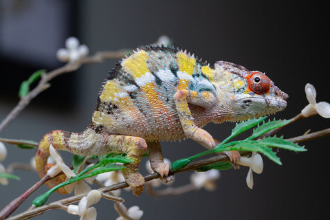 Holdbacks/Individuals: Ambilobe offspring from "Fandra Manody-volana" (AKA Pineapple Express) x "Voaotitra-nofy" (Inverted Dream) - Hatched: August 2025 - Male #1