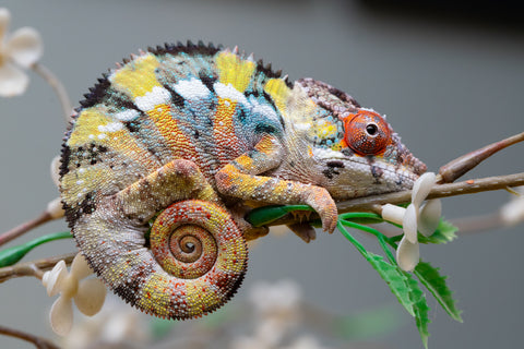 Holdbacks/Individuals: Ambilobe offspring from "Fandra Manody-volana" (AKA Pineapple Express) x "Voaotitra-nofy" (Inverted Dream) - Hatched: August 2025 - Male #1