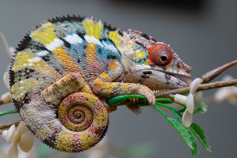 Holdbacks/Individuals: Ambilobe offspring from "Fandra Manody-volana" (AKA Pineapple Express) x "Voaotitra-nofy" (Inverted Dream) - Hatched: August 2025 - Male #1