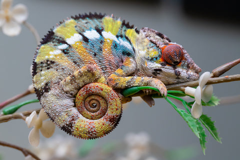 Holdbacks/Individuals: Ambilobe offspring from "Fandra Manody-volana" (AKA Pineapple Express) x "Voaotitra-nofy" (Inverted Dream) - Hatched: August 2025 - Male #1